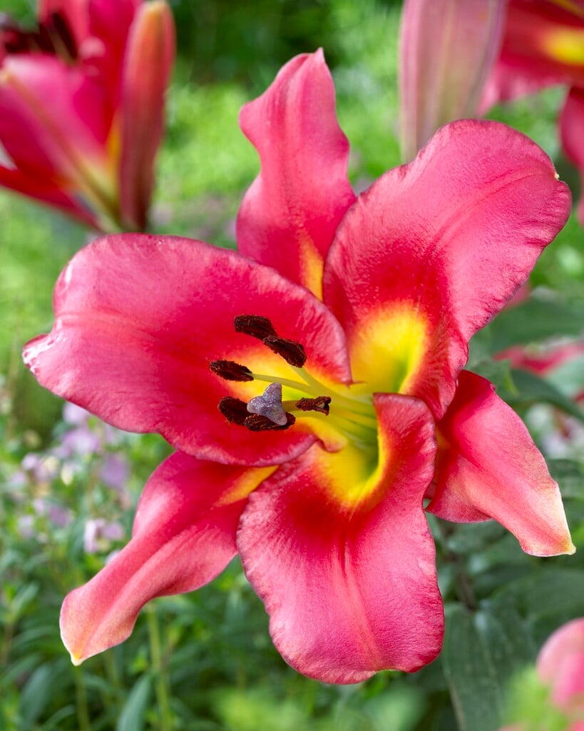 lily 'Satisfaction'