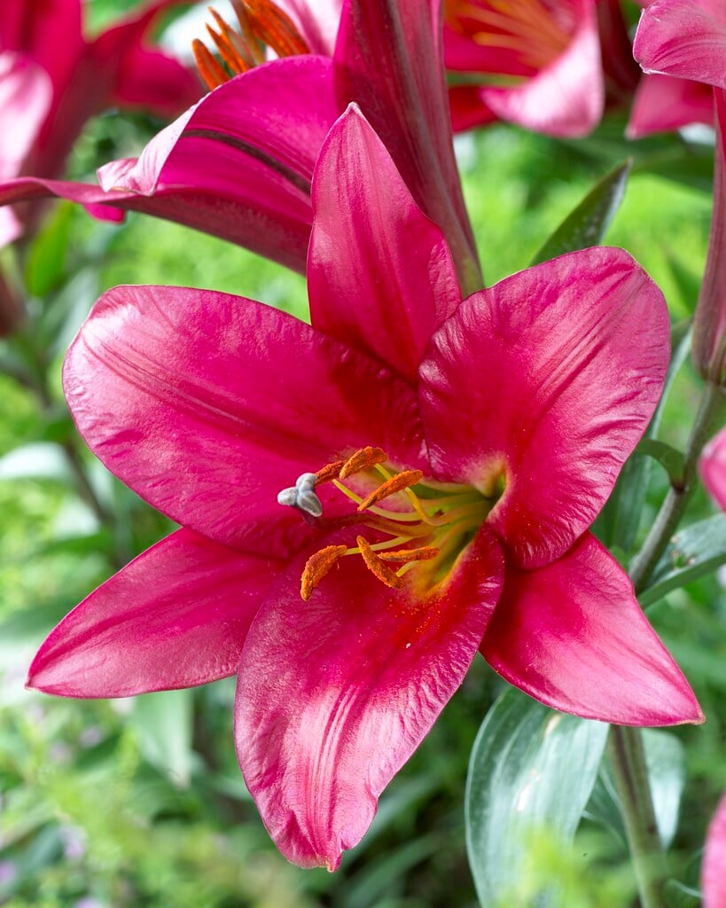 lily 'Purple Prince'