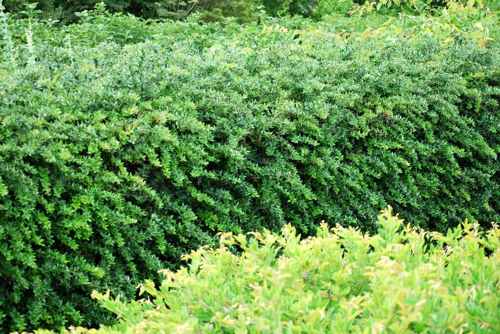 barberry 'Amstelveen'