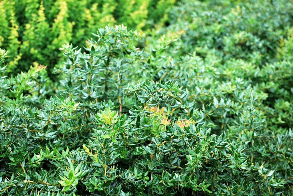 barberry 'Telstar'