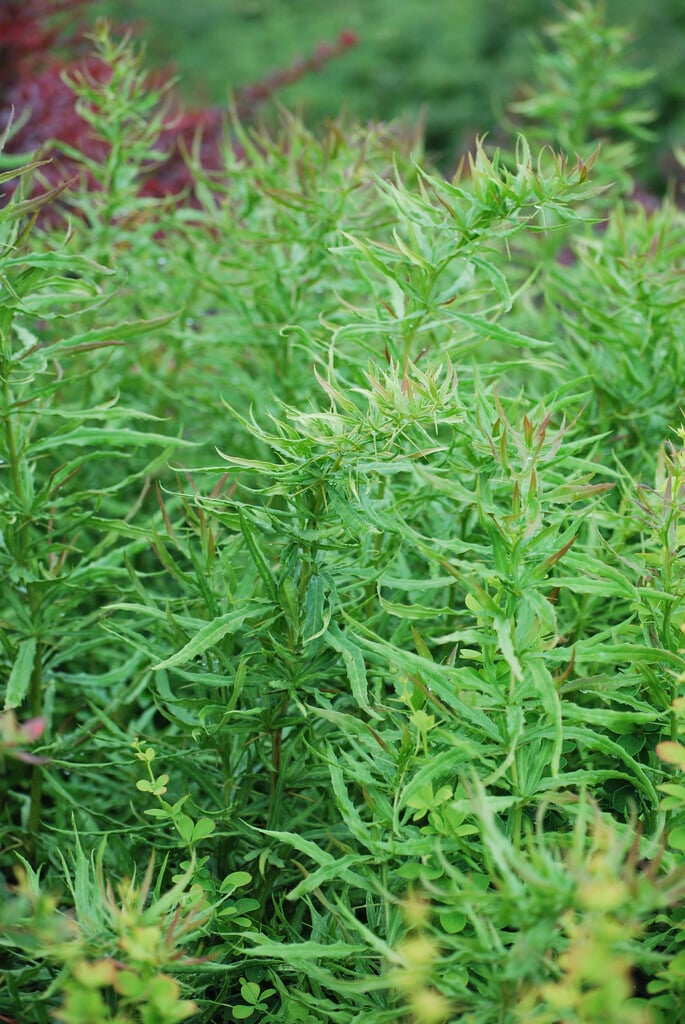 barberry 'Fernspray'