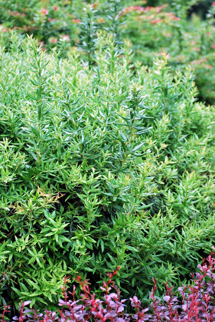 barberry 'Jytte'