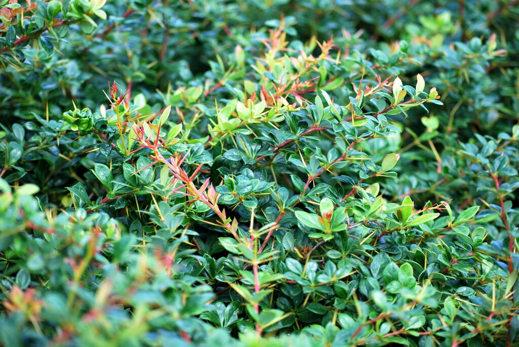 barberry 'Parkjuweel'