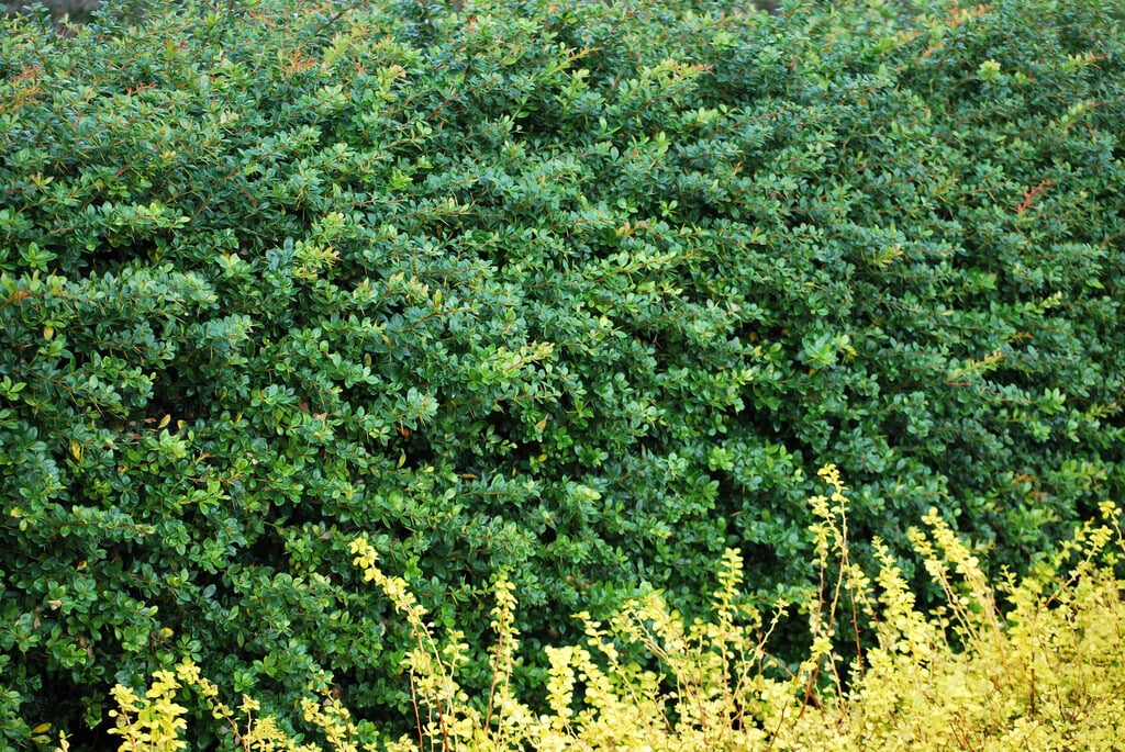 barberry 'Parkjuweel'