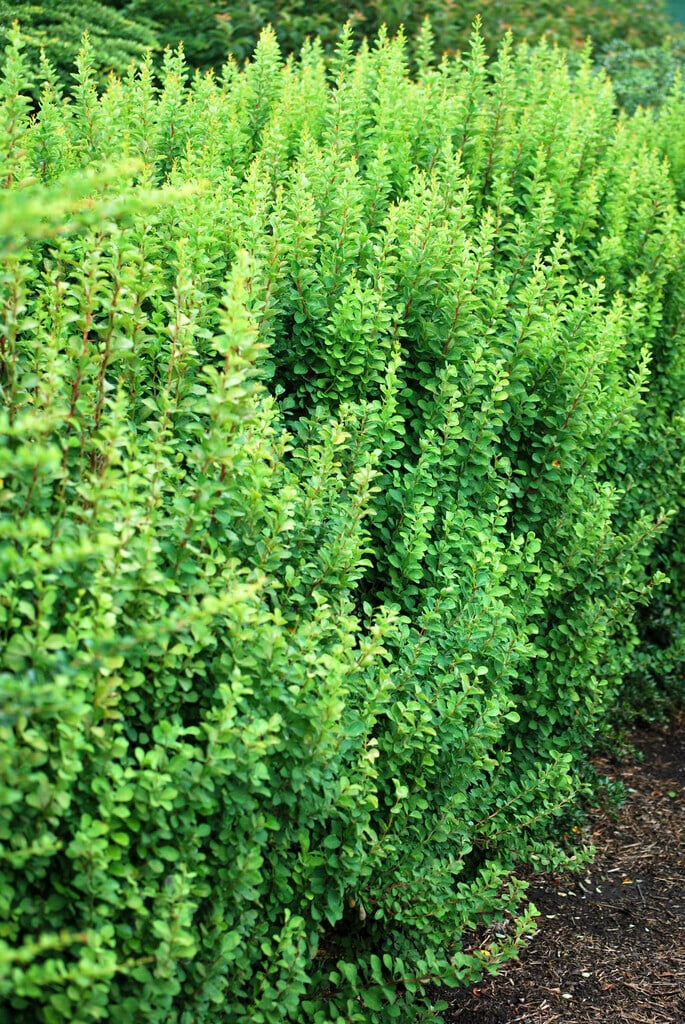 Japanese barberry 'Erecta'