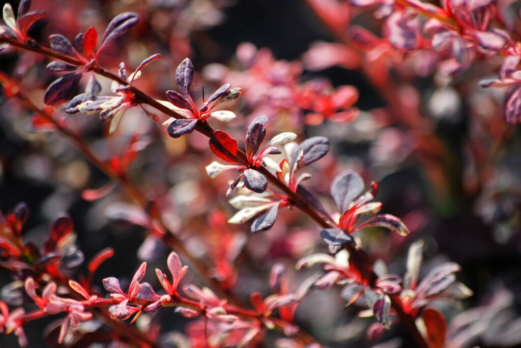 Japanese barberry 'Pink Attraction'