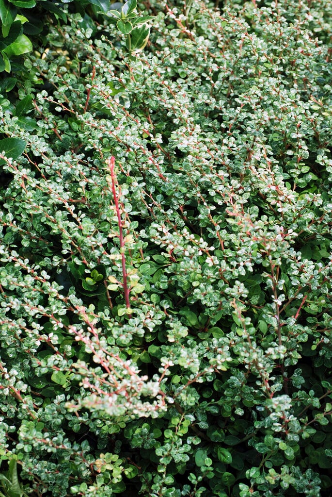 Japanese barberry 'Silver Beauty'