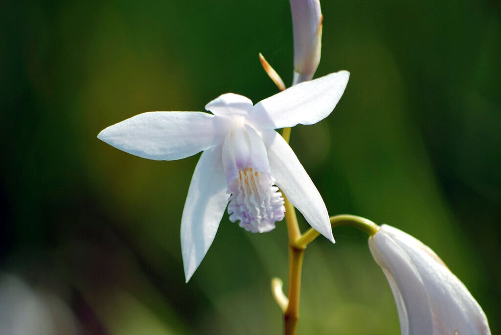 white-flowered Chinese ground orchid