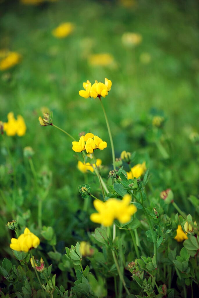 greater bird's foot trefoil