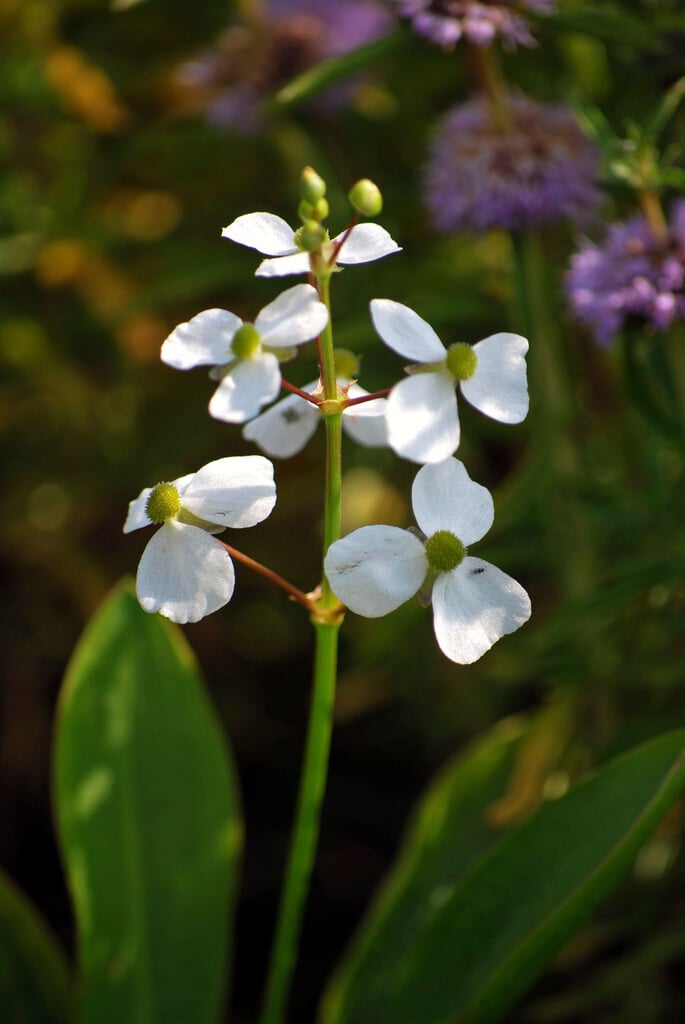 <i>Sagittaria</i> <i>graminea</i>