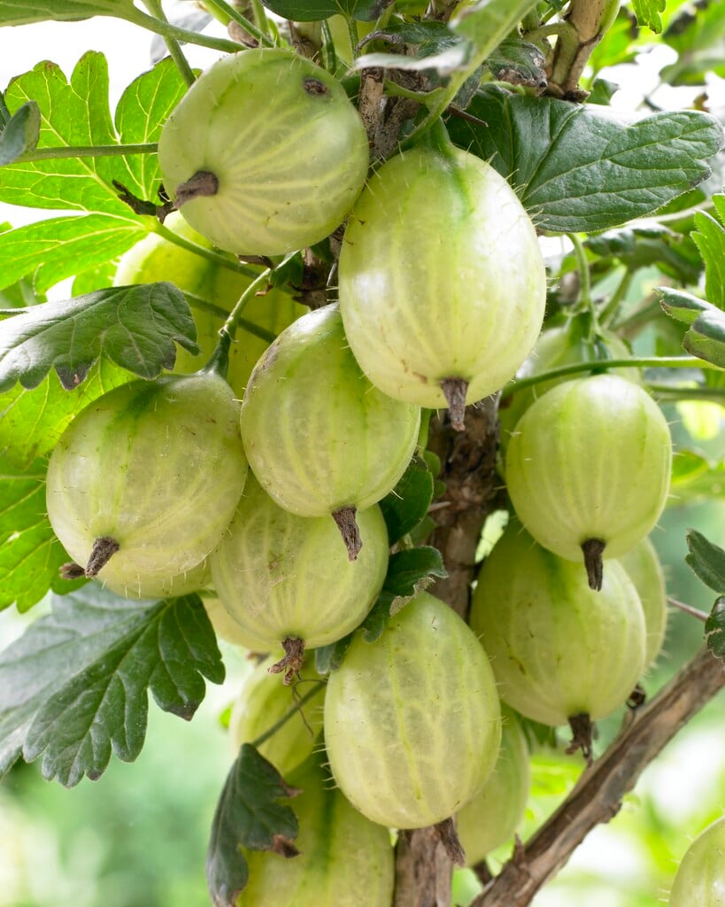 gooseberry