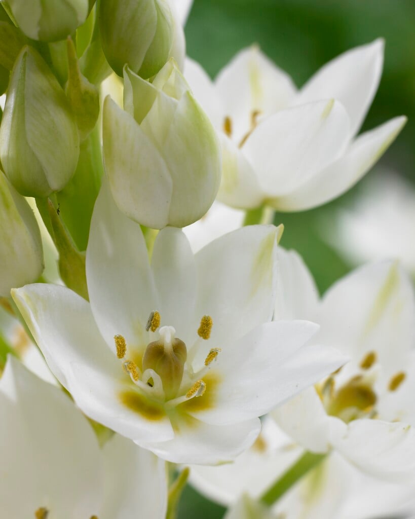 <i>Ornithogalum</i> 'Mount Everest'