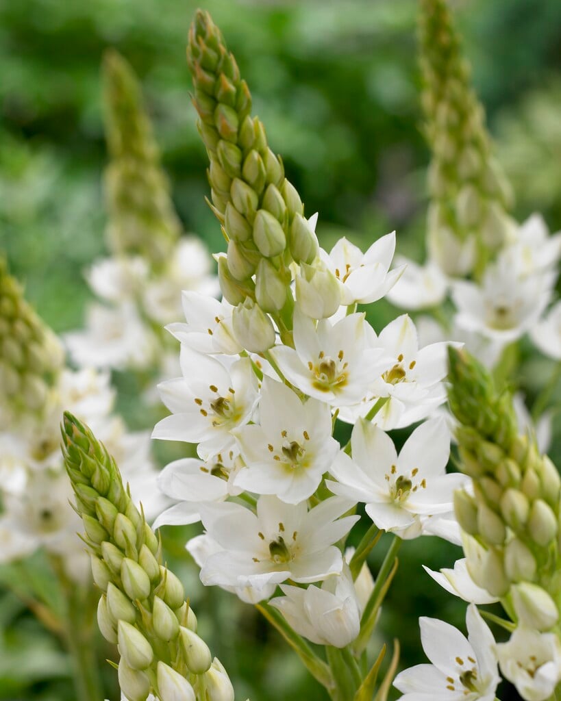 <i>Ornithogalum</i> 'Mount Everest'