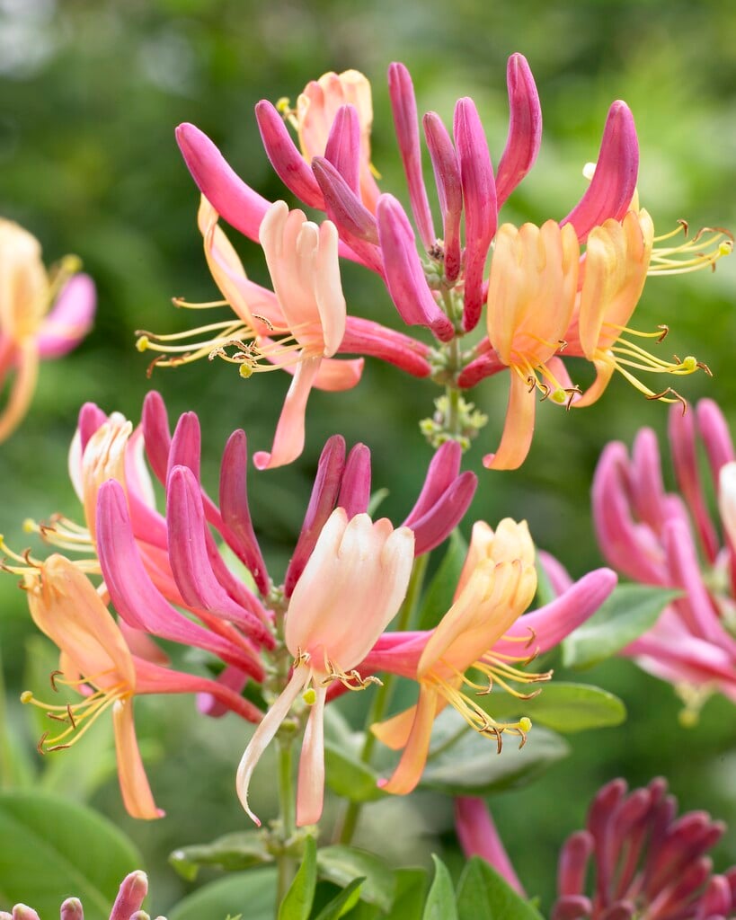 Lonicera  heckrottii 'American Beauty'|honeysuckle 'American Beauty'/RHS  Gardening