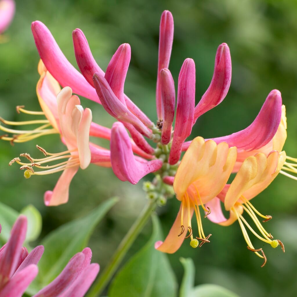 honeysuckle 'American Beauty'