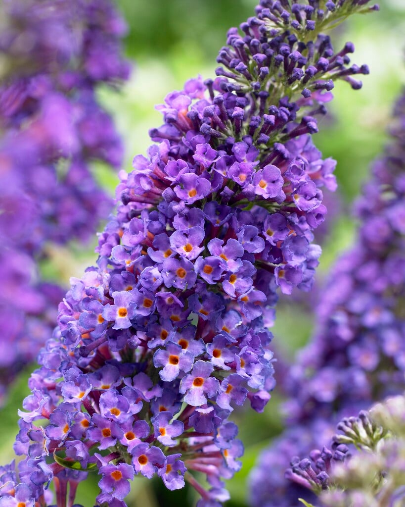 butterfly bush 'Empire Blue'