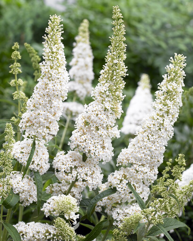 butterfly bush 'White Profusion'