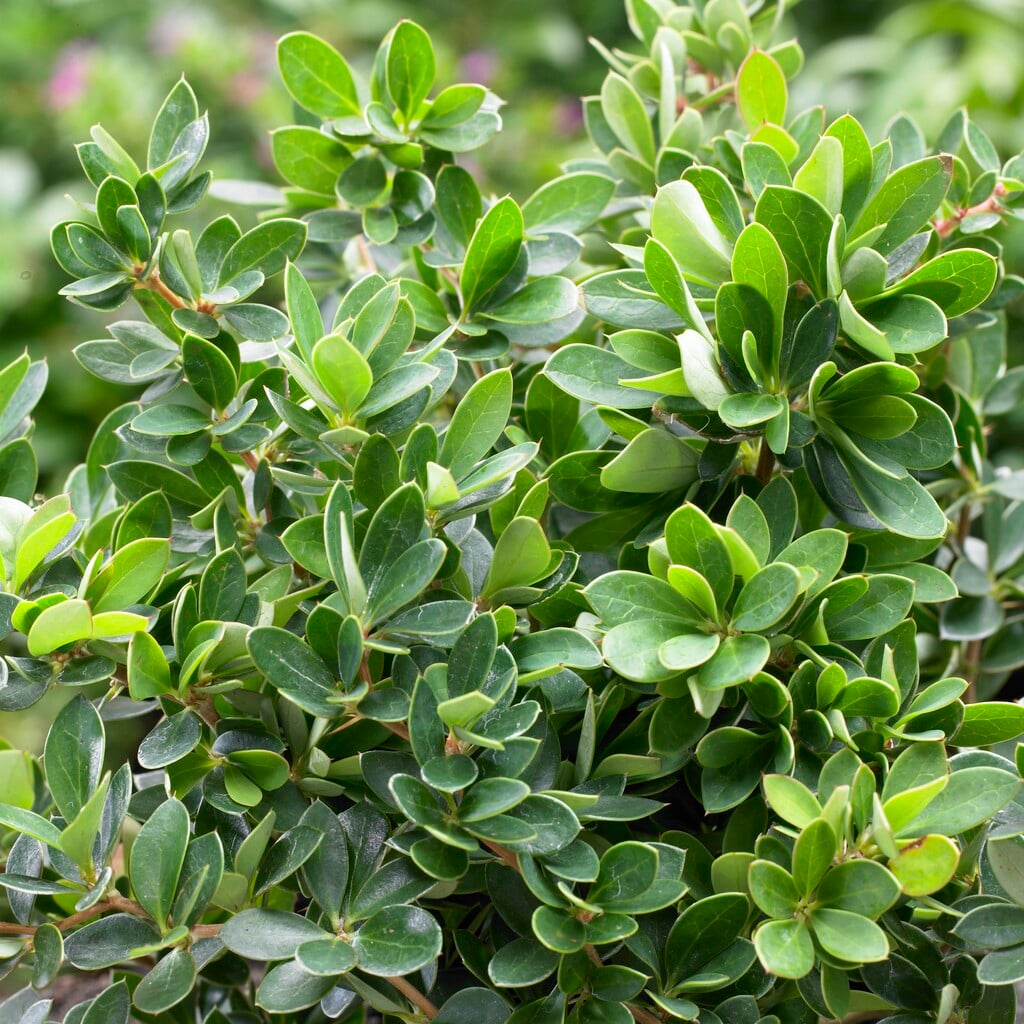 box-leaved barberry 'Pygmaea'