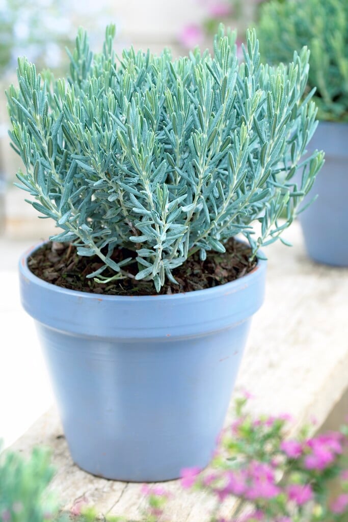 bog rosemary 'Blue Lagoon'