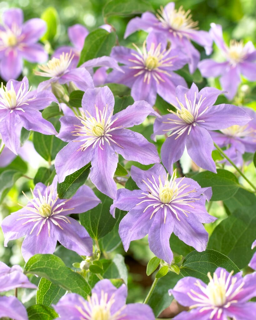 clematis 'Justa'