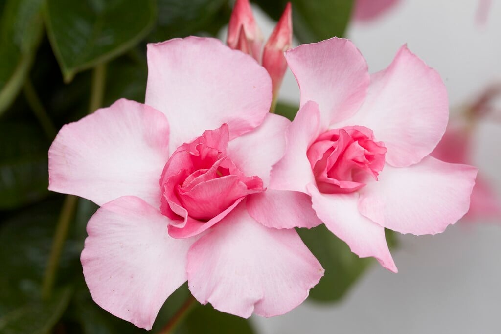 <i>Mandevilla</i> 'Super Trouper'