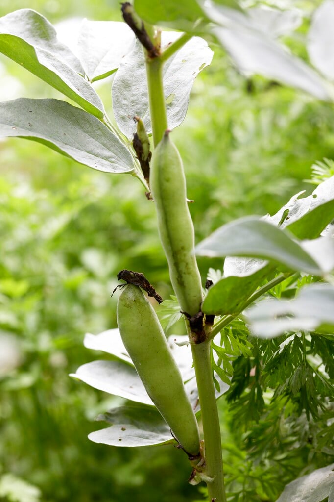 broad bean 'Crimson Flowered'