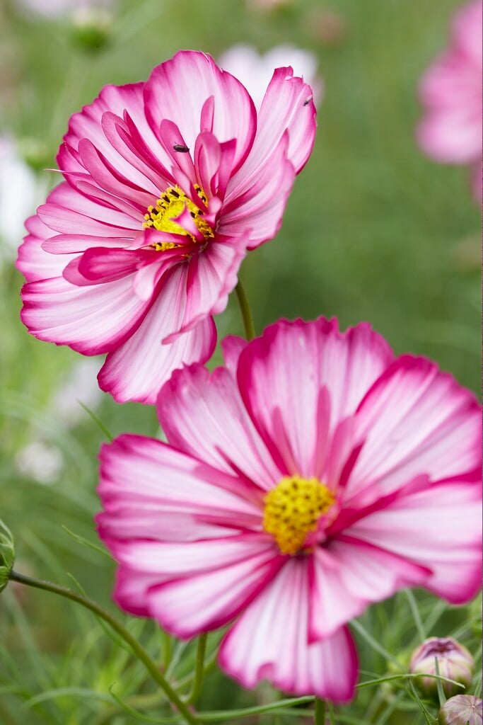 cosmea 'Sweet Sixteen'