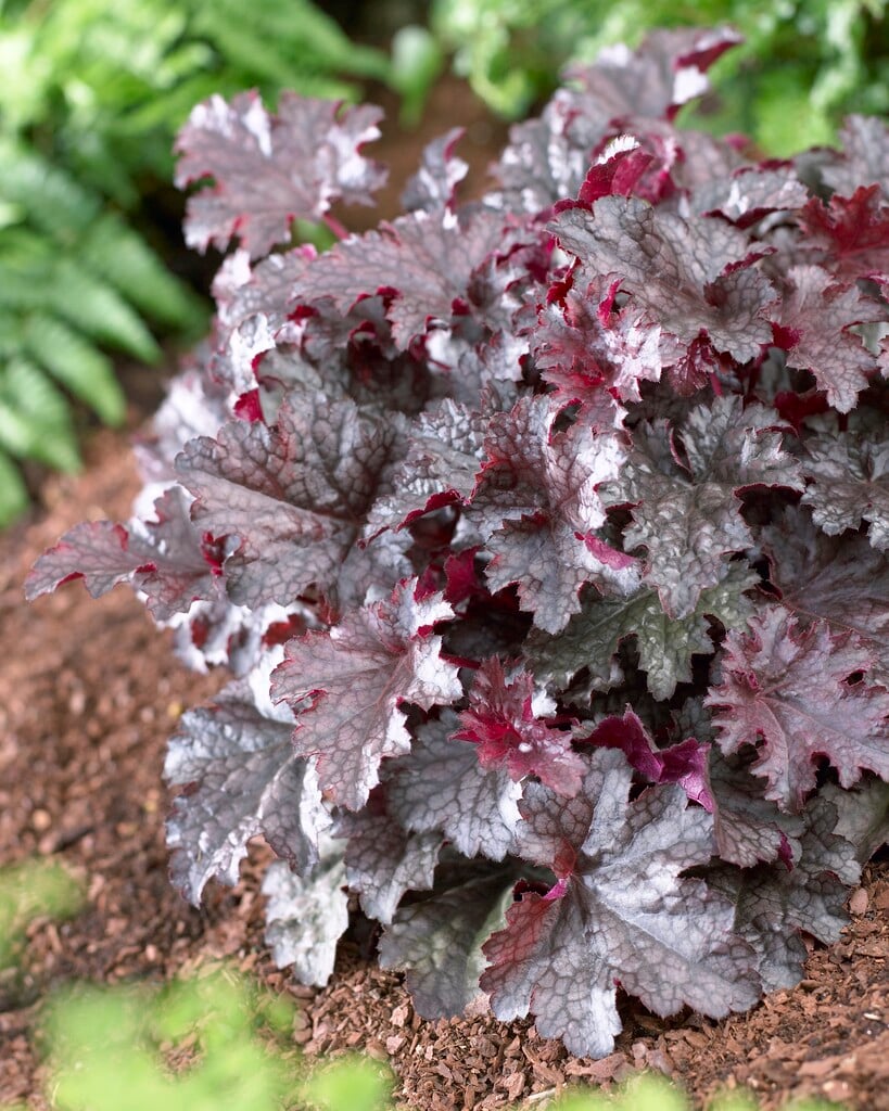 alum root 'Plum Pudding'