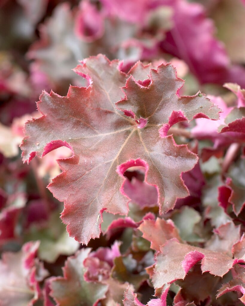 alum root 'Crimson Curls'