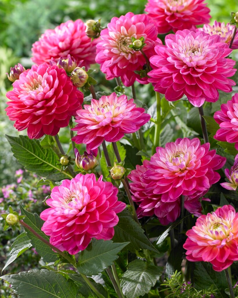 <i>Dahlia</i> 'Melody Pink Allegro' (D/DwB)
