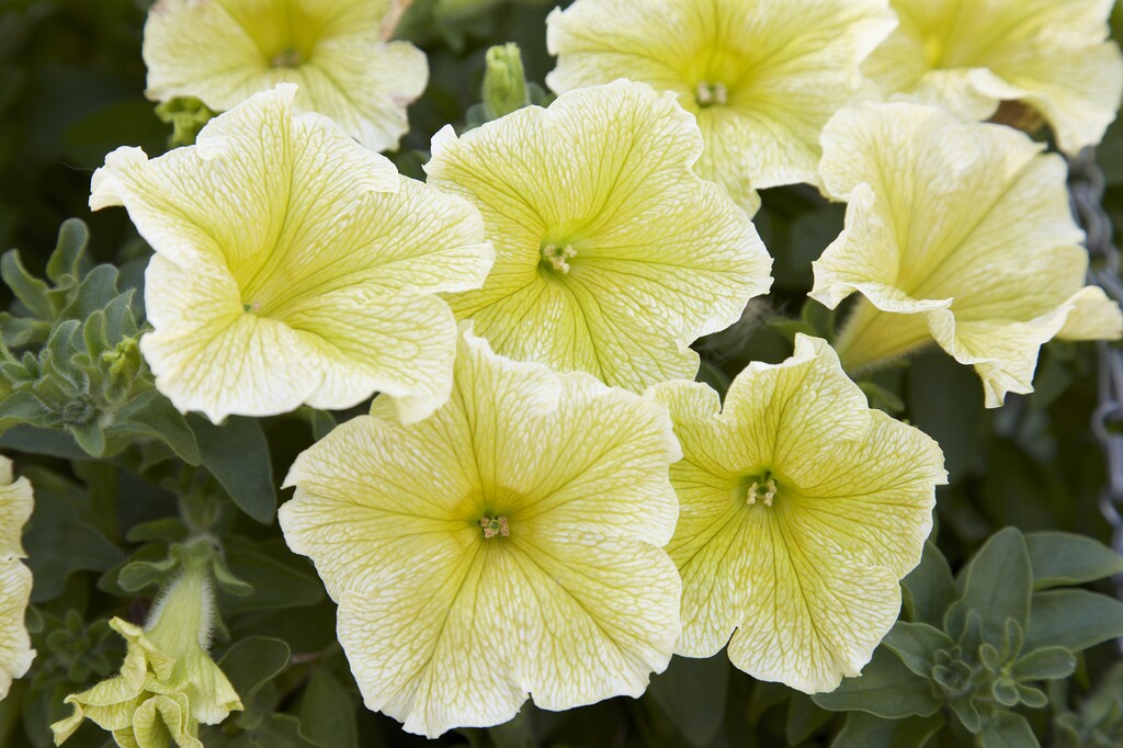 <i>Petunia</i> [<span style="font-variant: small-caps;">Fanfare Yellow</span>] ('Keryellofan') (Fanfare Series)