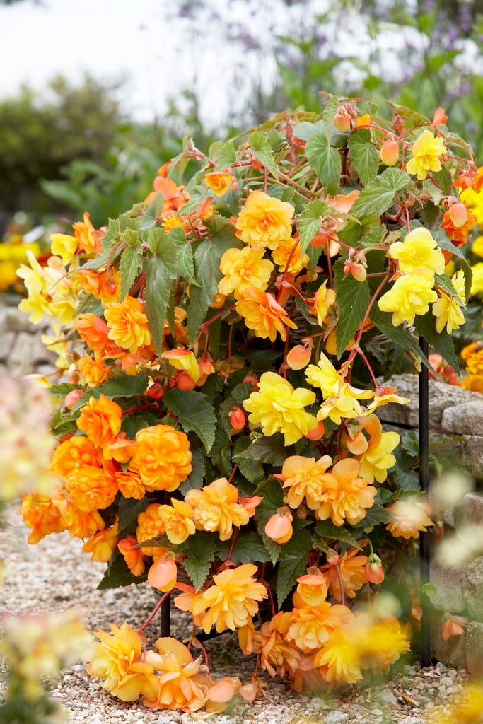 <i>Begonia</i> 'Apricot Shades'