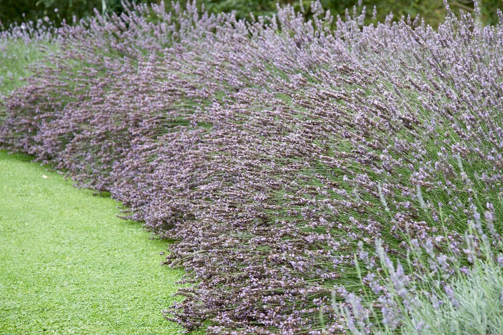 lavender 'Grosso'