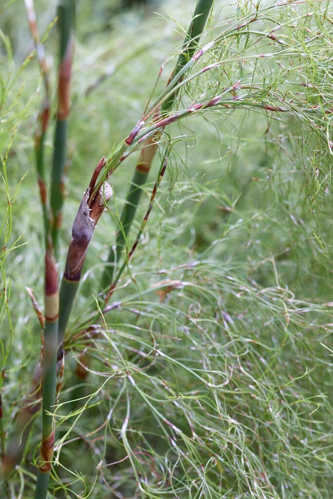 <i>Rhodocoma</i> <i>gigantea</i>
