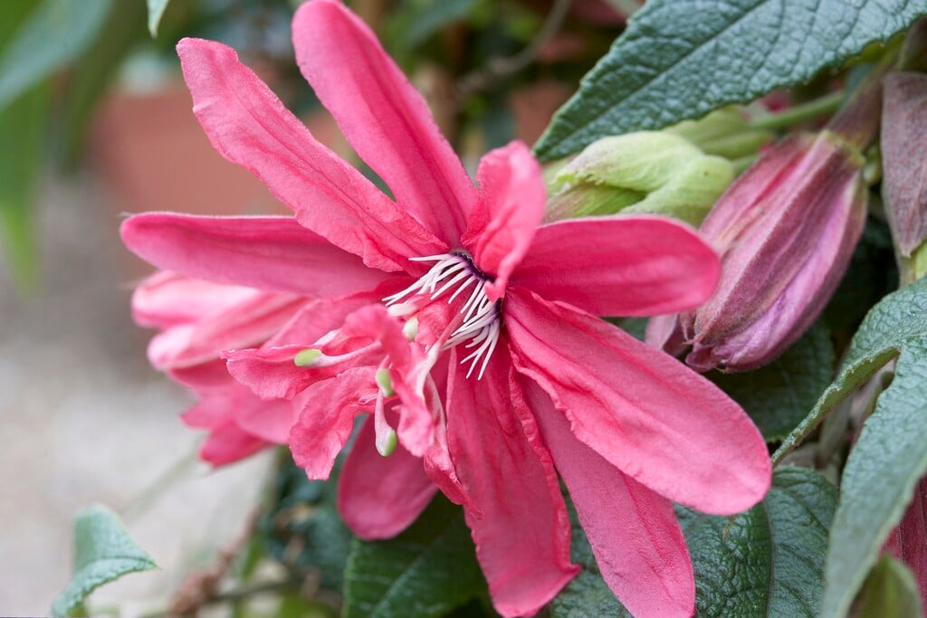 <i>Passiflora</i> 'Pink Passion'