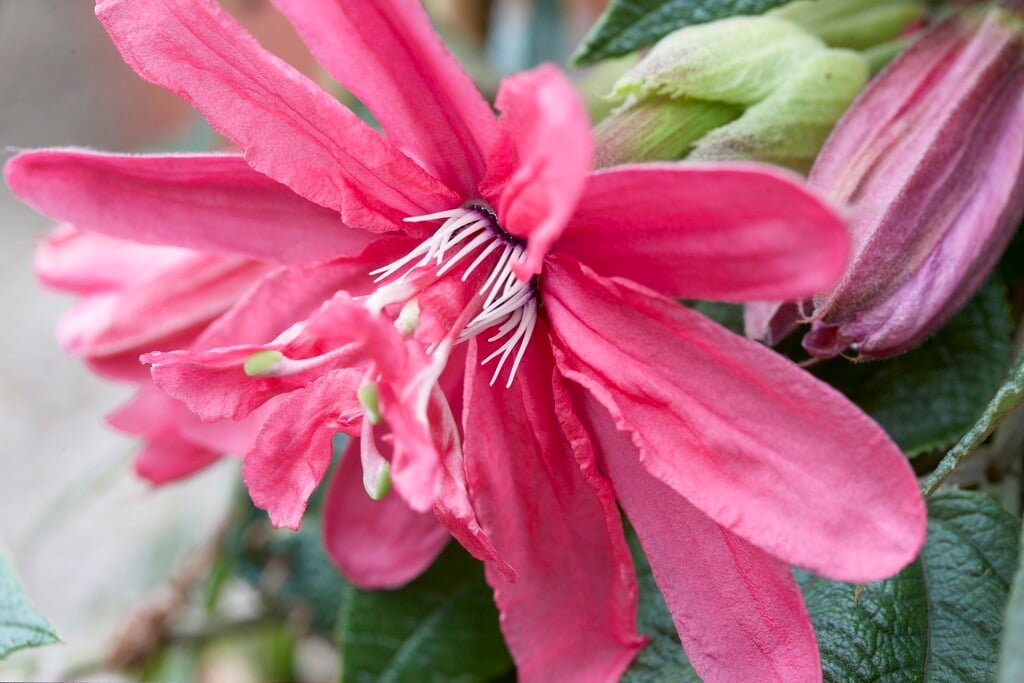<i>Passiflora</i> 'Pink Passion'