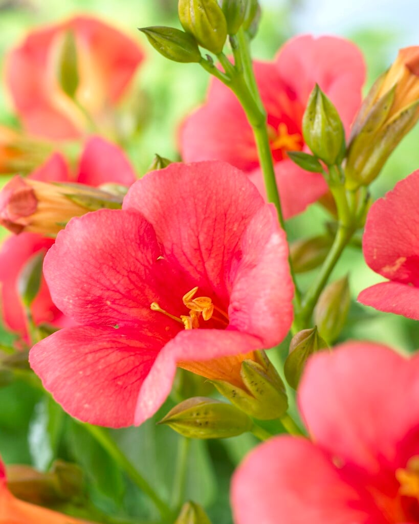 trumpet vine