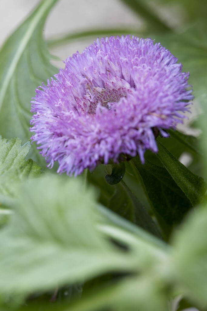 Brazilian button flower