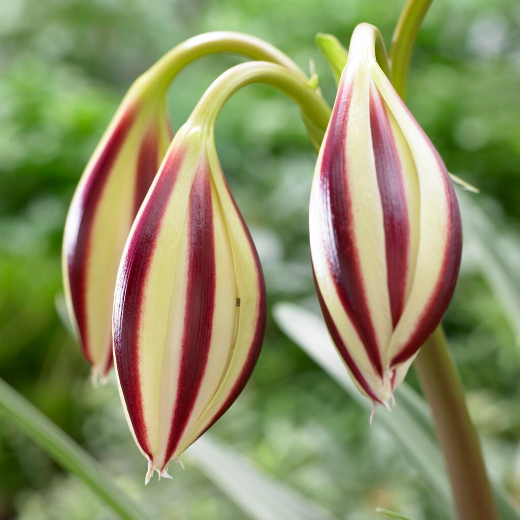 <i>Crinum</i> 'Cintho Alpha'
