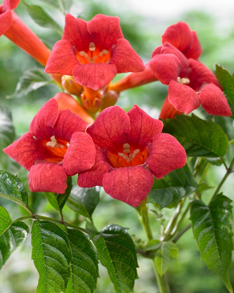 <i>Campsis</i> <i>radicans</i> [<span style="font-variant: small-caps;">Tango</span>] ('Huitan')