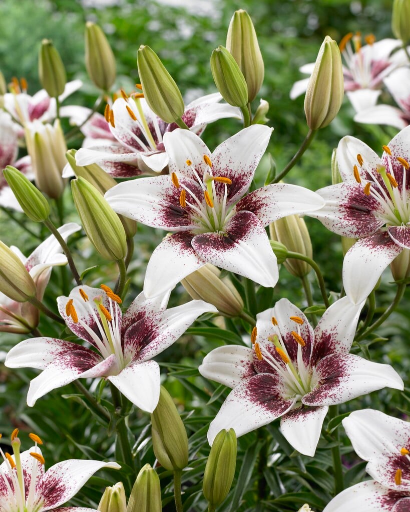 lily 'White Pixels'