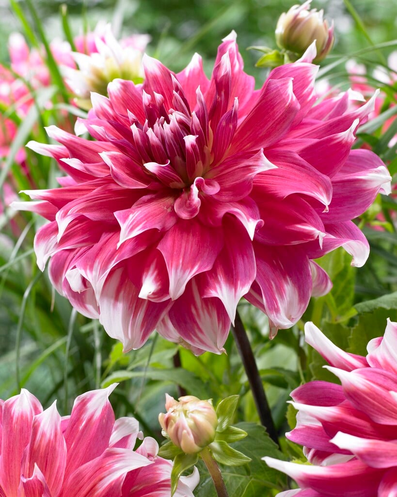 dahlia 'Frost Nip'
