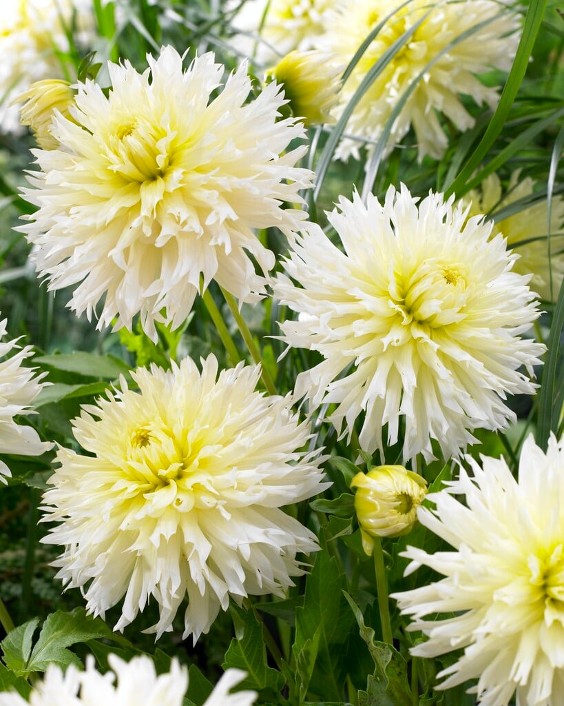 dahlia 'Ice Crystal'