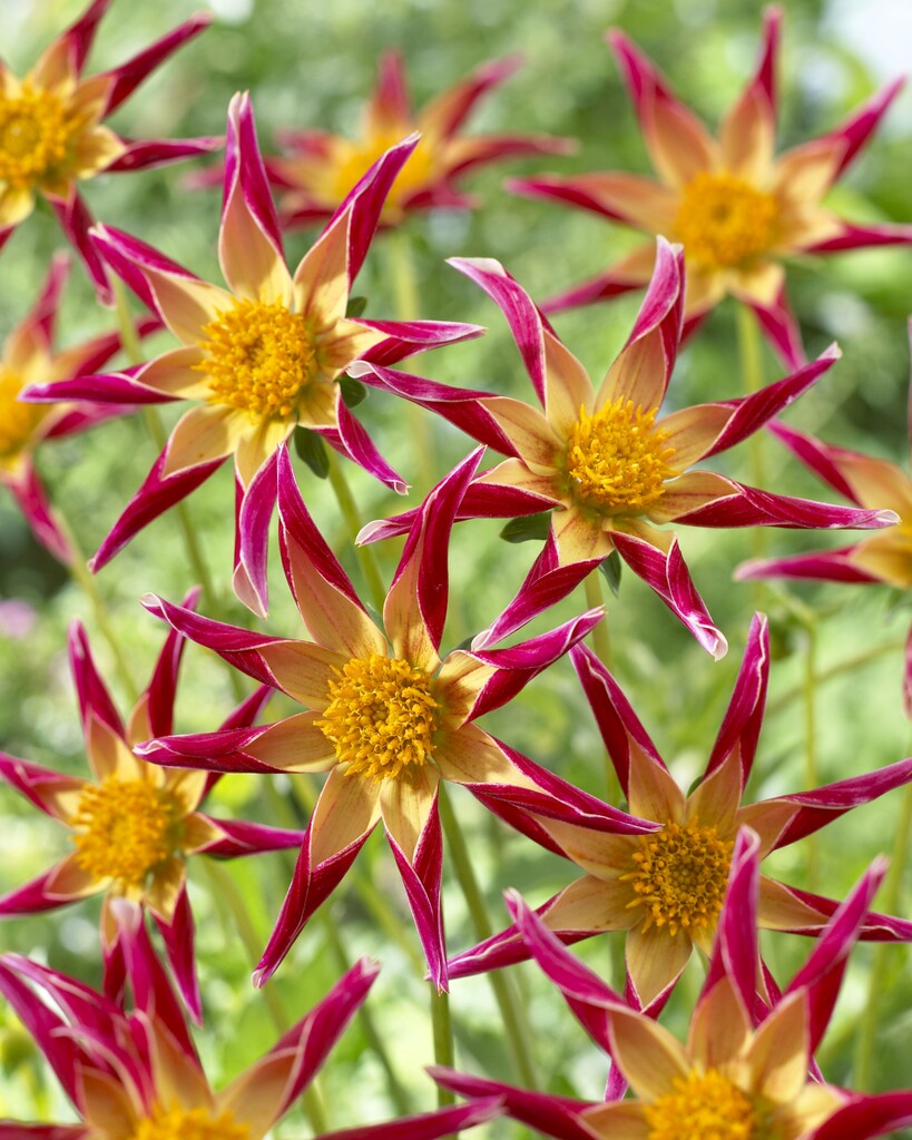 dahlia 'Tahoma Star'