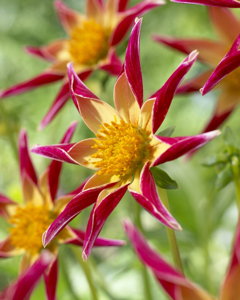 dahlia 'Tahoma Star'