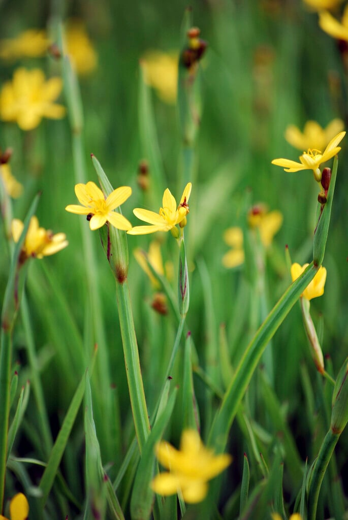 golden-eyed grass