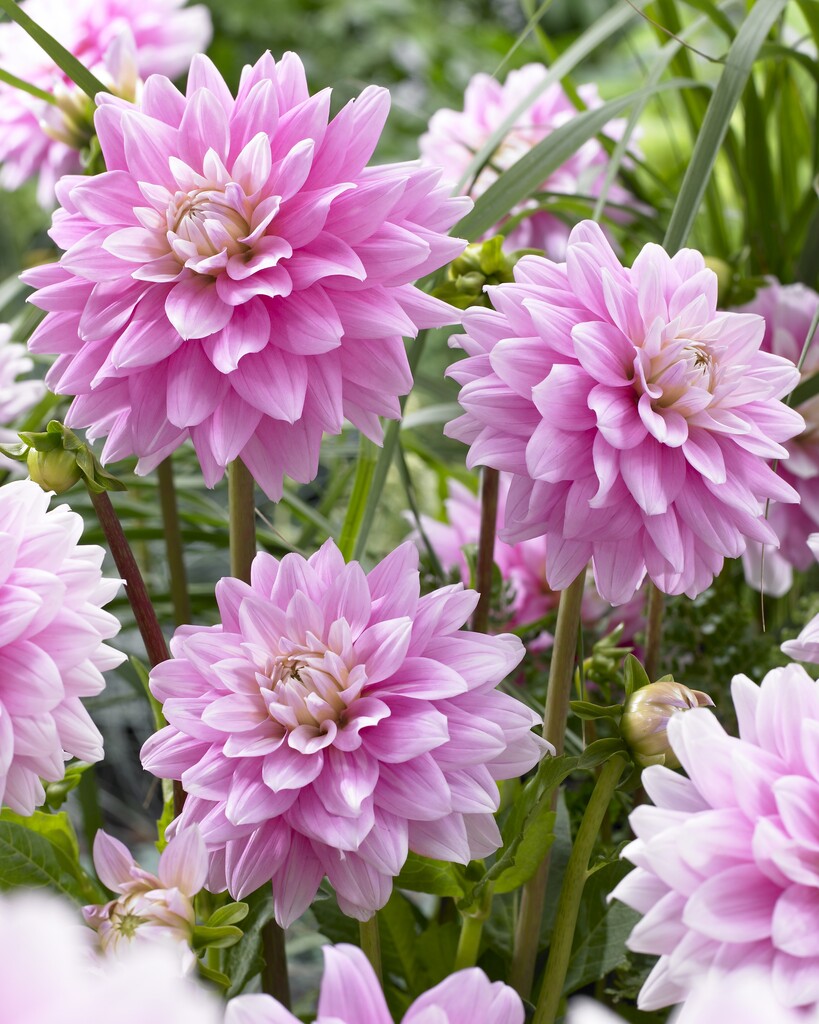 <i>Dahlia</i> 'Offshore Dream' (D)
