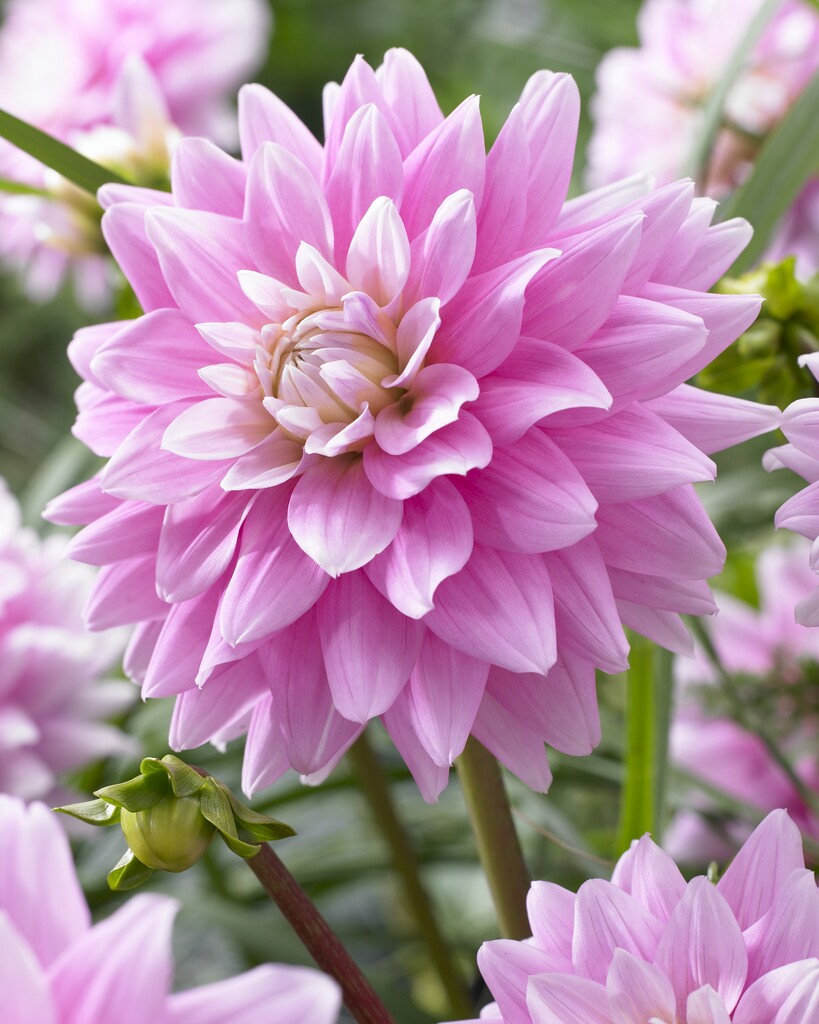 <i>Dahlia</i> 'Offshore Dream' (D)