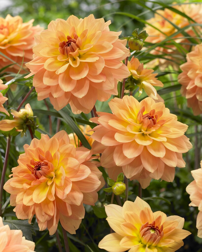 <i>Dahlia</i> 'Karma Gold' (D)