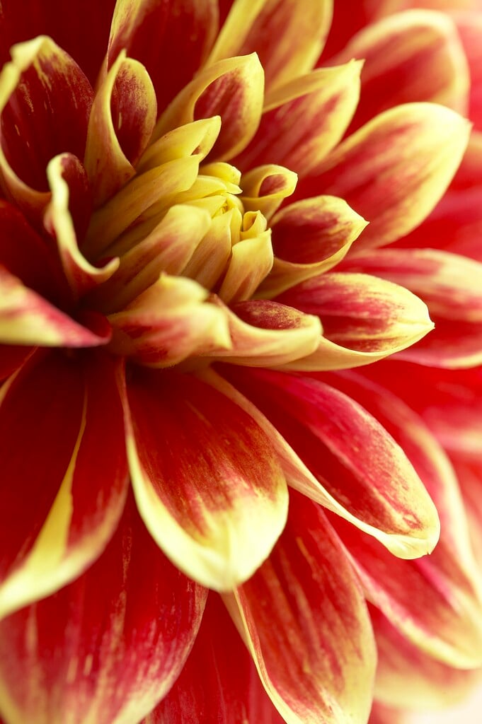 dahlia 'Caballero'